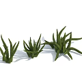 Three Different Green Grass Plants with Various Leaf Shapes and Growth Forms