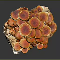 Vibrant Orange Red Mushrooms Growing On Wood With Red Edge Caps Forming Small Landscape