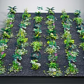Diverse Potted Plants with Lush Green Foliage Arranged Neatly on Black Substrate