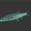 Catfish Carp Sturgeon Bass Freshwater Fish Various Carp Grass Carp Crucian Carp 3d model