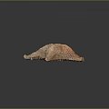 Starfish Marine Creature With Textured Surface And Five Arms On Dark Background 3d model