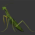 Green Praying Mantis with Long Slender Legs on Dark Reflective Surface 3d model