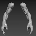 Symmetrical Muscular Biological Arms With Sharp Claws In 3D Modeled Gray Background