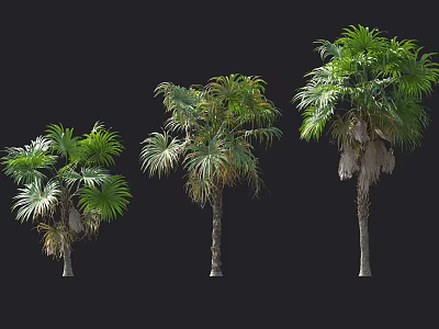 Three Palm Trees With Green Leaves And Varied Foliage On Black Background 3d model