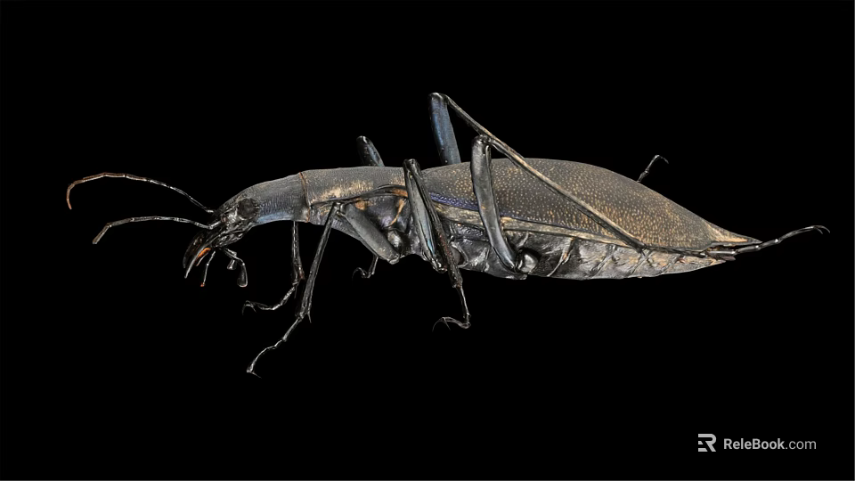 Shiny Black Beetle with Long Legs and Antennae on Black Background 3d model 