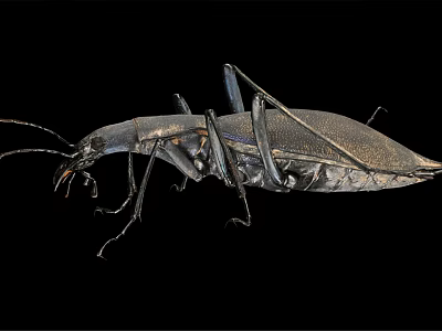 Shiny Black Beetle with Long Legs and Antennae on Black Background 3d model