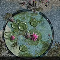 Serene Garden Landscape With Lily Pads Lotus Flowers White Blossoms And Branches On Water Surface