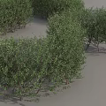 Various Shaped Green Shrubs For Garden Landscaping And Outdoor Decoration