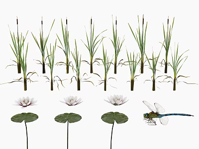 Lotus Flowers Lily Pads And Tall Reeds With Dragonfly In Water Garden Scene 3d model