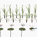 Lotus Flowers Lily Pads And Tall Reeds With Dragonfly In Water Garden Scene