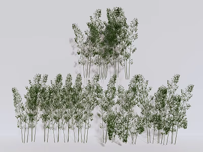 Tall Clustered Bamboo Plants With Lush Green Foliage In Natural Growth 3d model