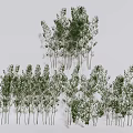 Tall Clustered Bamboo Plants With Lush Green Foliage In Natural Growth