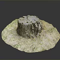 Wooden Tree Stump With Stone Base And Natural Moss Covered Ground