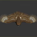 Brown And White Owl Standing With Spread Wings On Smooth Reflective Surface Against Gray Background