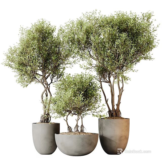 Decorative Olive Trees with Twisted Trunks and Lush Green Leaves in Gray Planters 3d model 
