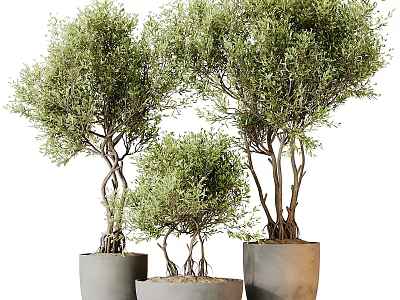 Decorative Olive Trees with Twisted Trunks and Lush Green Leaves in Gray Planters 3d model