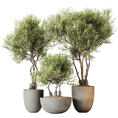Decorative Olive Trees with Twisted Trunks and Lush Green Leaves in Gray Planters 3d model