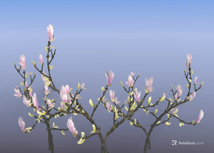 Beautiful Pink Magnolia Flowers On Branches With Yellow Buds And Blue Sky 3d model 