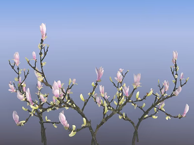 Beautiful Pink Magnolia Flowers On Branches With Yellow Buds And Blue Sky 3d model