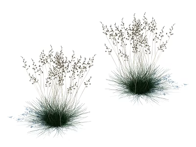 Ornamental Grass Plants With Tall Green Stems And Small Seed Heads 3d model