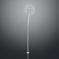 Dandelion Plant With Silver Stem And White Fluffy Seed Head Against Gray Background