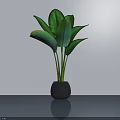 Potted Bonsai Plant with Lush Green Leaves in Dark Pot on Smooth Shiny Surface