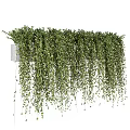 Lush Green Hanging Vines With Cascading Foliage For Natural Decorative Wall