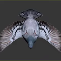 Flying Pigeon With Colorful Feathers Blue Head And Red Feet Against Dark Background
