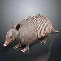 Armadillo With Scaly Armor Long Snout And Small Claws On Dark Surface