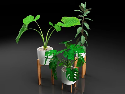 Green Leafy Potted Plants With Large Leaves In White Pots On Wooden Stands 3d model