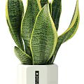 Green Snake Plant Potted Plant With Yellow Edged Leaves And White Ceramic Pot
