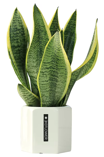 Green Snake Plant Potted Plant With Yellow Edged Leaves And White Ceramic Pot 3d model