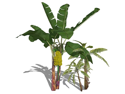 Banana Tree With Large Green Leaves Yellow Banana Bunch And Smaller Trees With Shadows 3d model
