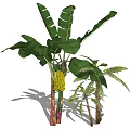 Banana Tree With Large Green Leaves Yellow Banana Bunch And Smaller Trees With Shadows