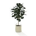 Potted Bonsai Plant With Green Round Leaves In Beige Fabric Pot