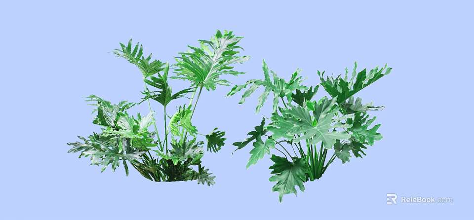 Lush Green Shrubs with Large Split Leaves Growing Vibrantly in Garden 3d model 