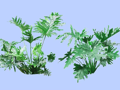 Lush Green Shrubs with Large Split Leaves Growing Vibrantly in Garden 3d model