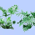 Lush Green Shrubs with Large Split Leaves Growing Vibrantly in Garden