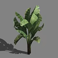 Lush Tropical Tree With Large Green Leaves And Natural Shadow On Gray Background