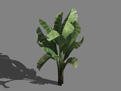 Lush Tropical Tree With Large Green Leaves And Natural Shadow On Gray Background 3d model