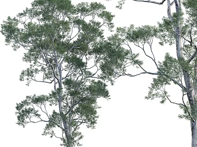 Tall Trees With Lush Green Foliage And Thick Trunk In Natural Landscape 3d model