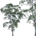 Tall Trees With Lush Green Foliage And Thick Trunk In Natural Landscape