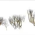 Various Dry Arbor With Different Branch Structures And Natural Forms 3d model
