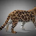 Realistic Leopard 3D Model with Spotted Fur Walking Side View in Gray Background 3d model