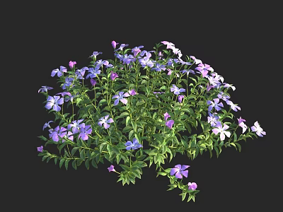 Vibrant Purple And White Flowers With Green Leaves In Garden Cluster 3d model