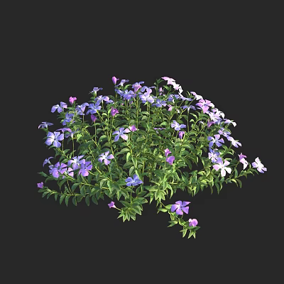 Vibrant Purple And White Flowers With Green Leaves In Garden Cluster 3d model