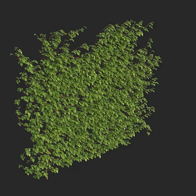 Lush Green Vines With Dense Fresh Leaves And Natural Growth Pattern 3d model