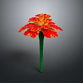 Vibrant Red And Yellow Petaled Flower With Green Stem On Dark Background
