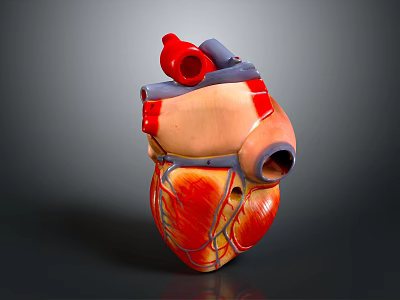 Human Heart Anatomical Model As Chest Organ With Colored Sections For Medical Teaching 3d model