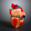 Human Heart Anatomical Model As Chest Organ With Colored Sections For Medical Teaching
